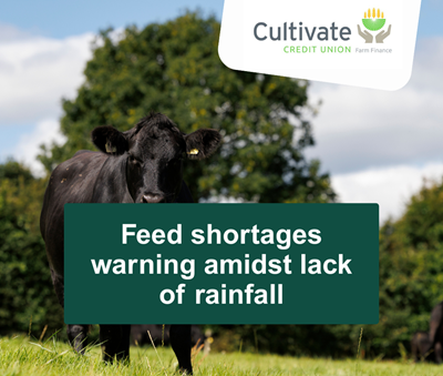 Black cow standing in field, looking at camera
